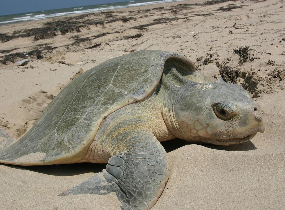 Kemp’s ridley sea turtles are among the most endangered species in the world