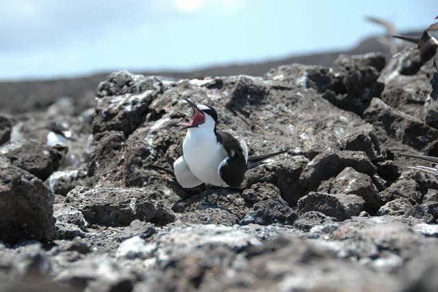 Sooty tern numbers on Acension have plummeted over the past few decades