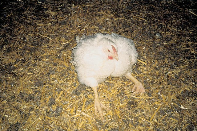 A bird in an intensive farm that's lame because it has been bred to grow so fast its legs cannot support its weight