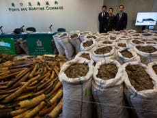 Record haul of pangolin scales seized in Hong Kong