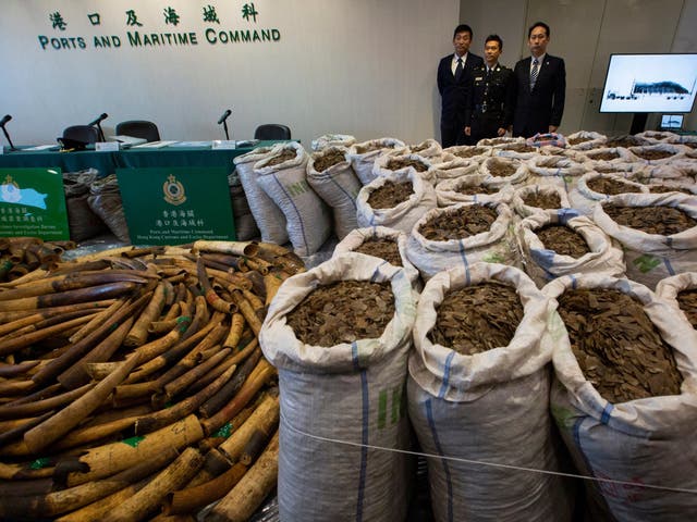 Elephant tusks weighing more than two metric tons and over eight metric tons of pangolin scales are displayed at a Hong Kong Customs press briefing
