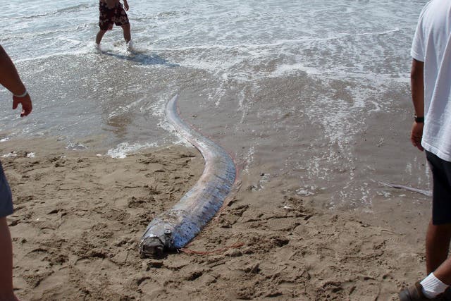 A rare sighting of an oarfish: this one washed ashore dead in Mexico in 2006