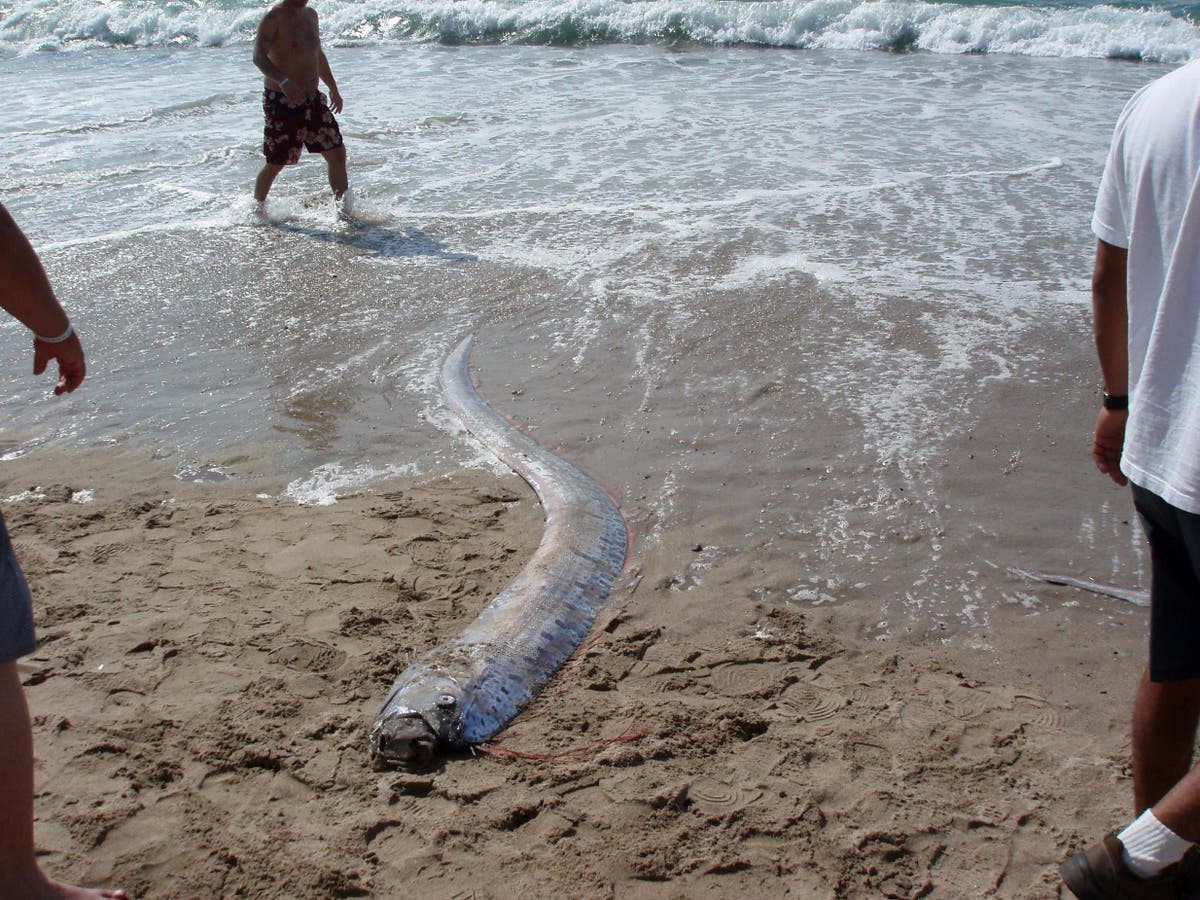 Giant fish washed up dead in Japan raise fears of earthquake or tsunami