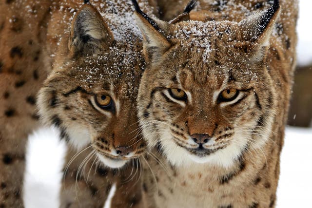 Fur from lynx - threatened in North America - has been turned into coats