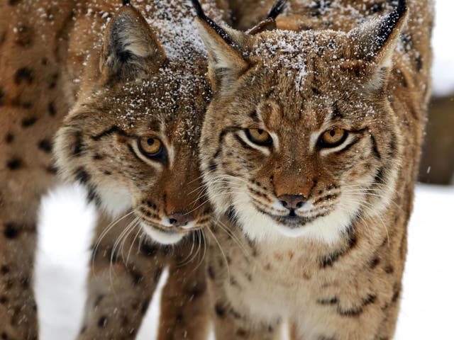 Fur from lynx - threatened in North America - has been turned into coats