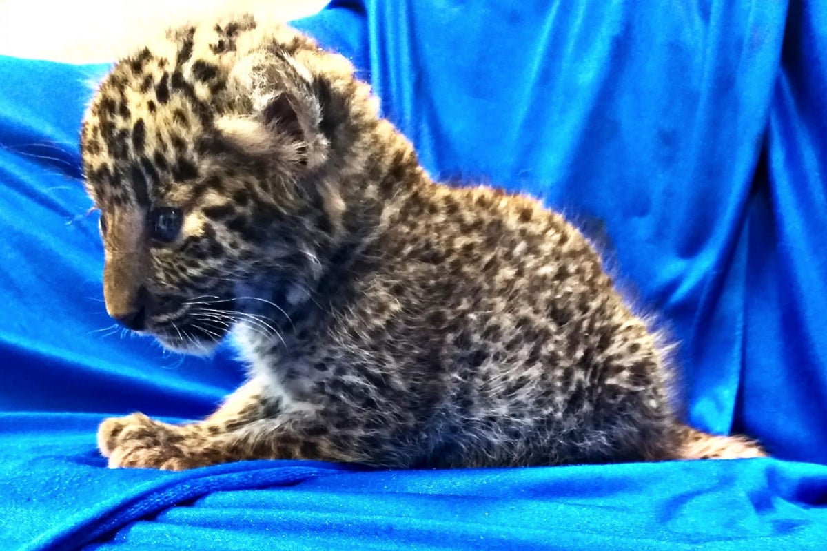 Customs officials catch passenger trying to smuggle month-old leopard cub in carry-on bag