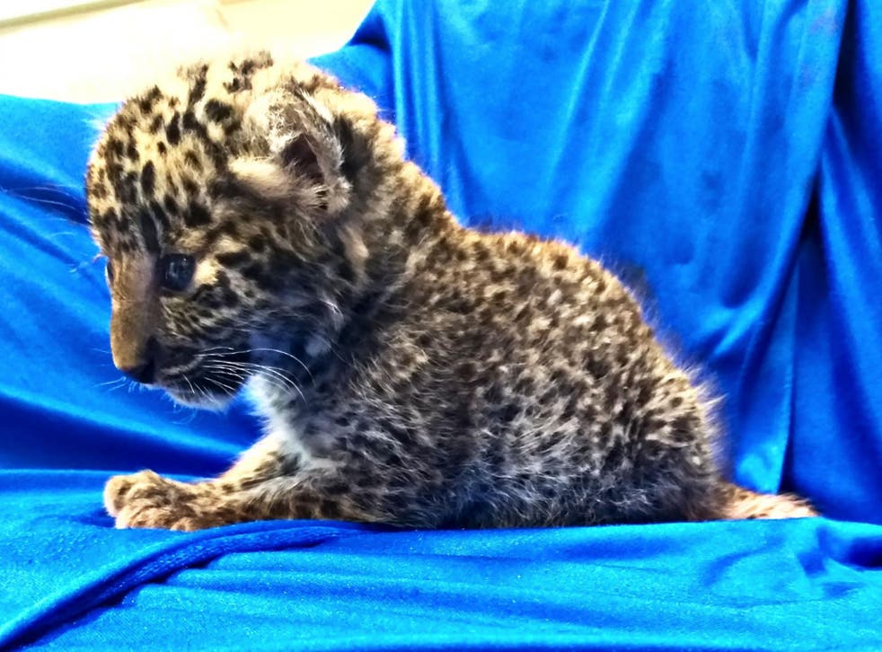 Customs officials catch passenger trying to smuggle month-old leopard cub  in carry-on bag | The Independent | The Independent