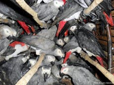 Poachers driving African parrots extinct in ‘exotic’ pet trade