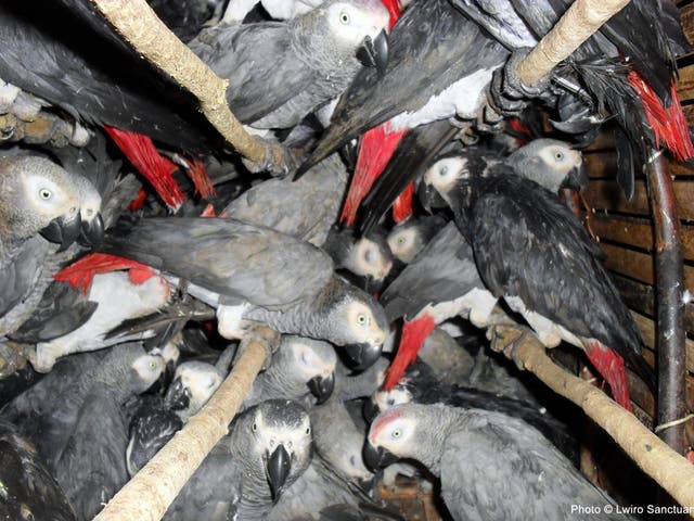 Grey parrots crammed into a crate in the DRC; hunters use gum so their feathers stick together so they cannot fly away