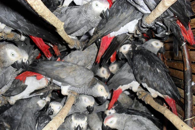 Grey parrots crammed into a crate in the DRC; hunters use gum so their feathers stick together so they cannot fly away