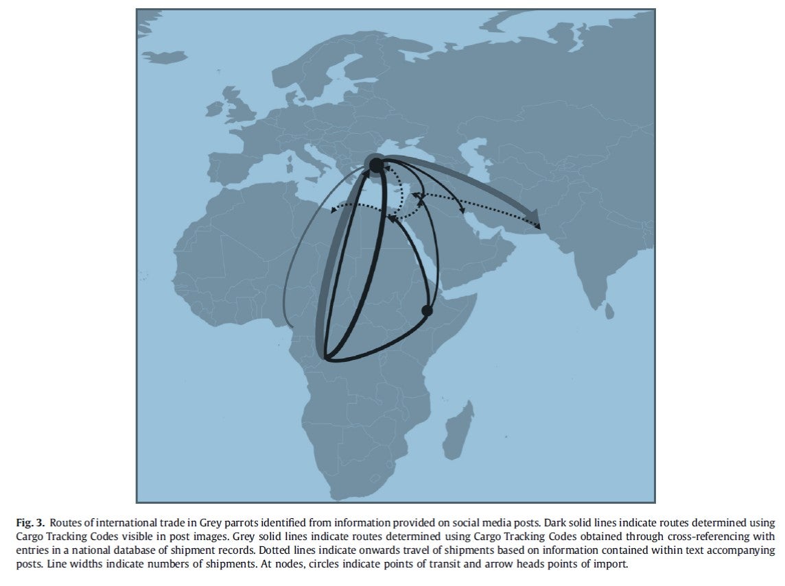 Routes of the international trade in endangered African grey parrots, showing many end up in Pakistan and the Middle East