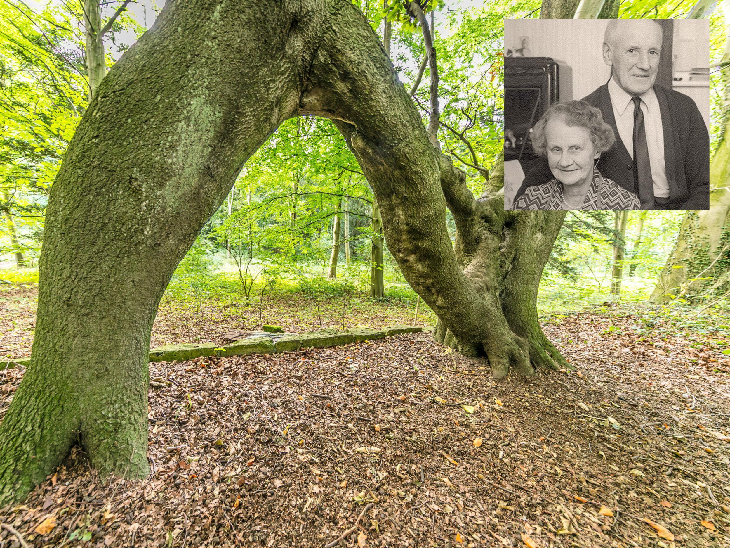 Nellie’s tree is competing in the European Tree of the Year competition
