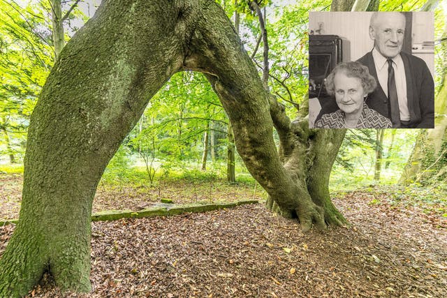 Nellie’s tree is competing in the European Tree of the Year competition