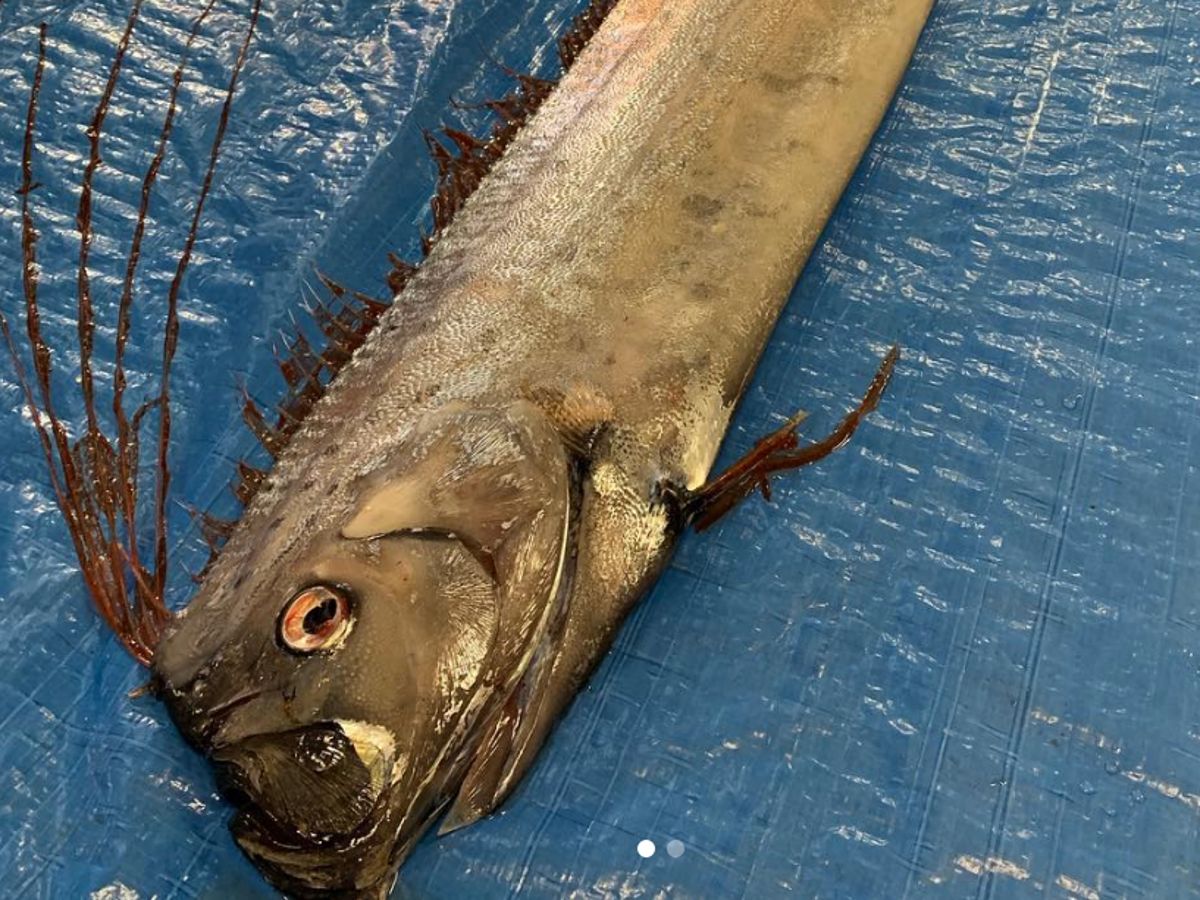 Japan tsunami fears grow after sightings of rare deep-sea-dwelling oarfish  | The Independent | The Independent