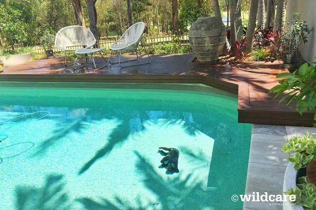 A koala named Summer drowned in a backyard pool.