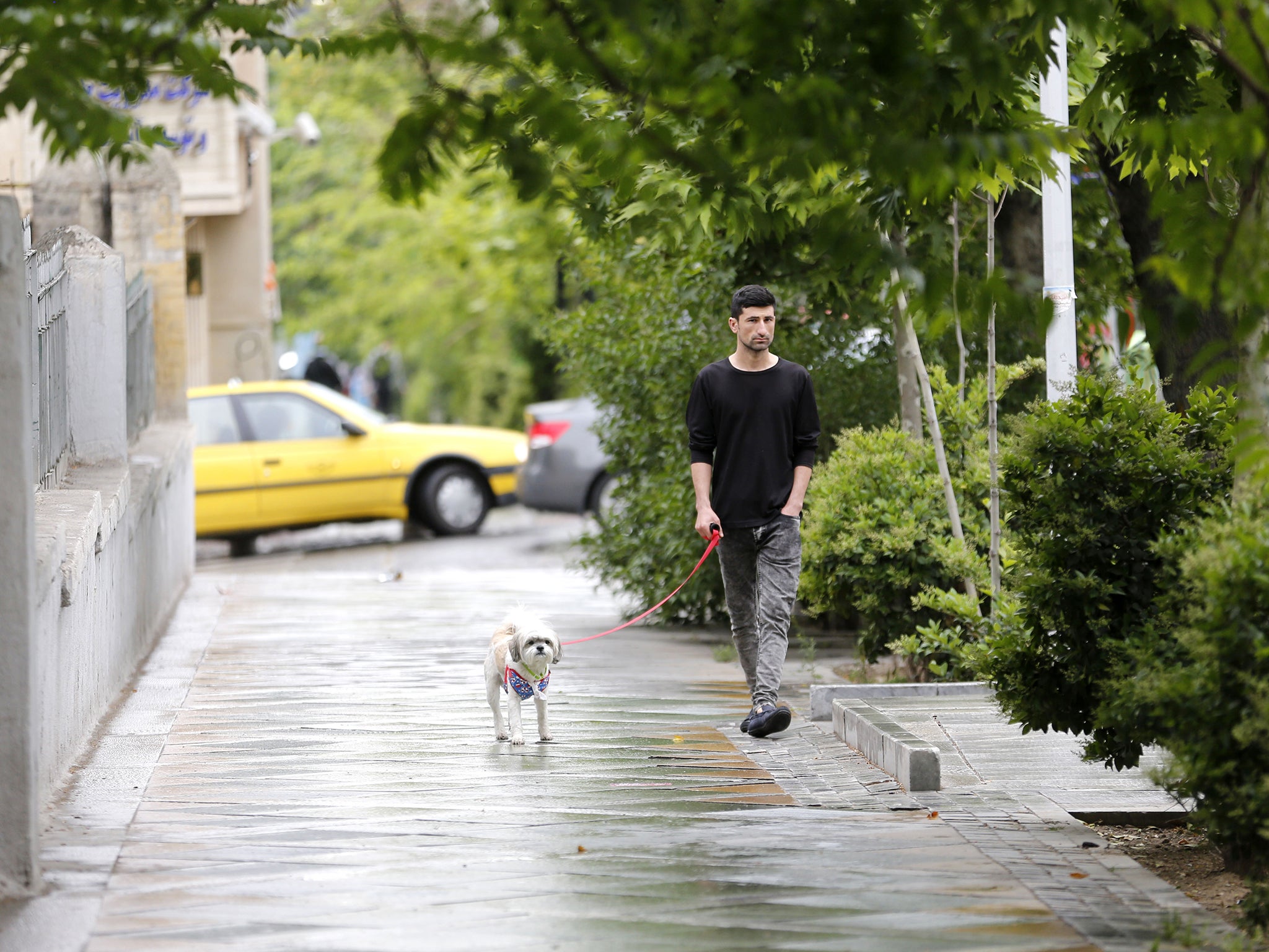 Dogs are everywhere in Tehran, despite authorities taking a dim view on ownership