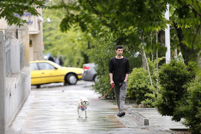 Dogs are everywhere in Tehran, despite authorities taking a dim view on ownership