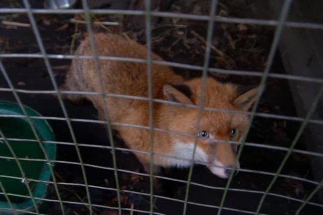 Two foxes were stolen from Lower Moss Wood Educational Nature Reserve and Wildlife Hospital near Knutsford, Cheshire