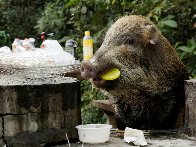 A wild boar holds a plastic lid in its mouth as it eats leftovers from a barbecue pit at the Aberdeen Country Park in Hong Kong, China, on 27 January, 2019.