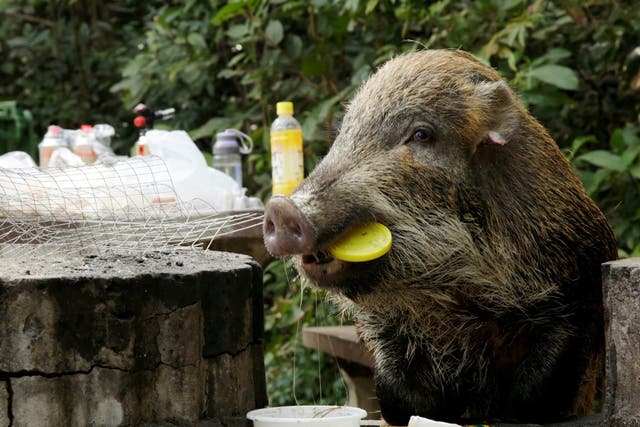 A wild boar holds a plastic lid in its mouth as it eats leftovers from a barbecue pit at the Aberdeen Country Park in Hong Kong, China, on 27 January, 2019.