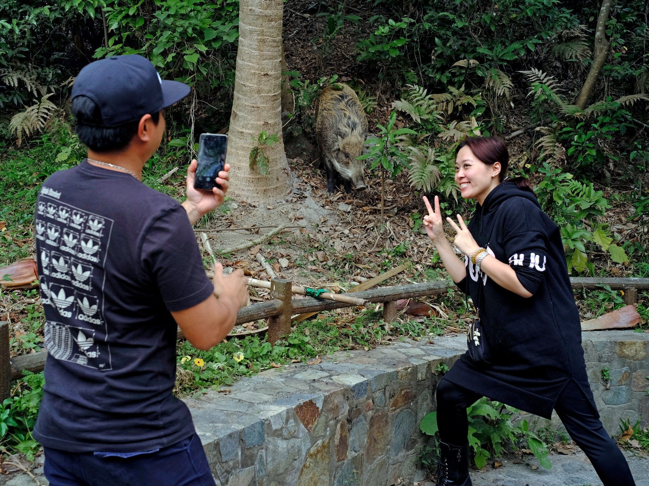 Local residents take a photo in front of a wild boar at a country park in Hong Kong on 13 January, 2019.