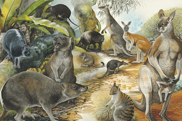 Artistic reconstruction showing the balbarid kangaroo relative Nambaroo gillespieae (top left)