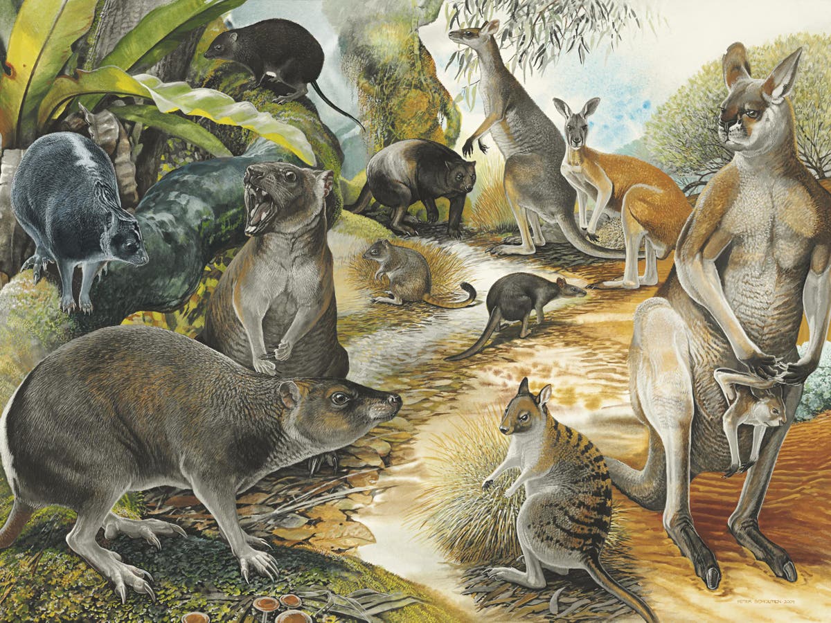 Первые млекопитающие появились в. Плейстоценовая мегафауна Австралии. Предок Эволюция кенгуру. Гигантский кенгуру вымерший. Древняя мегафауна Австралии.