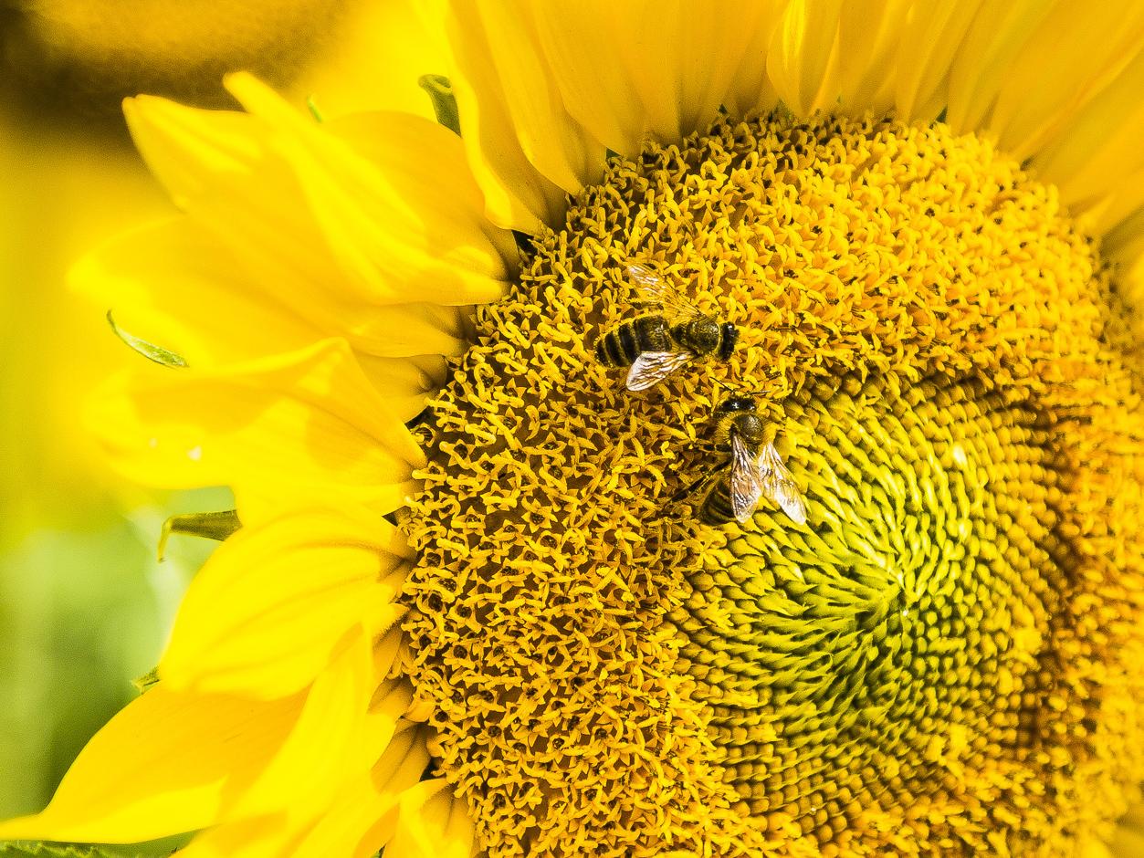 Bees are able to understand mathematics, study reveals