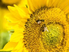 Bees are able to understand mathematics, study reveals