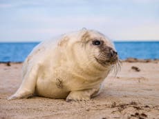 Seal pup hotspots threatened by plastic pellets, conservationists warn