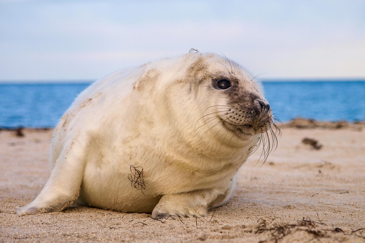 Seal pup hotspots threatened by tiny plastic pellets, conservationists ...