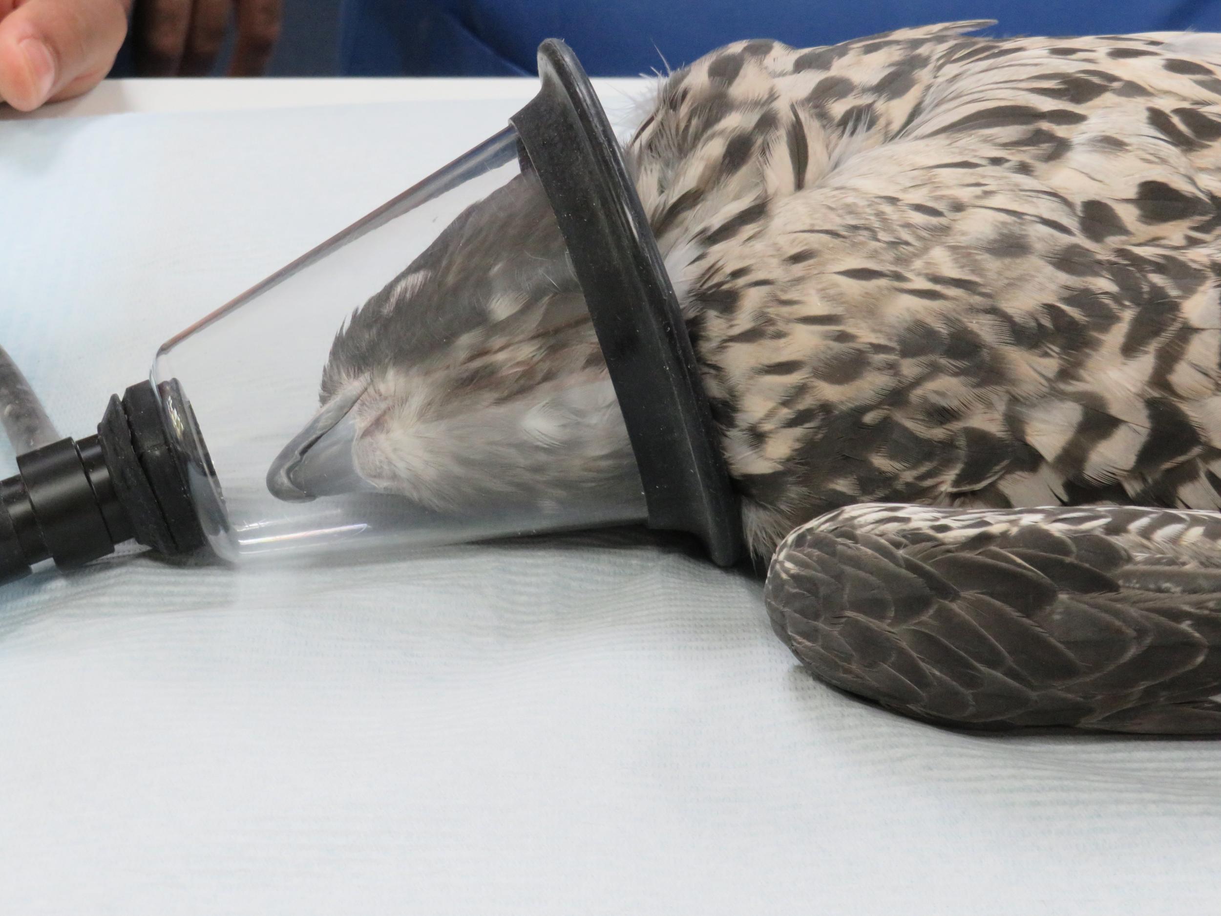 A falcon weas an oxygen mask during a feather op