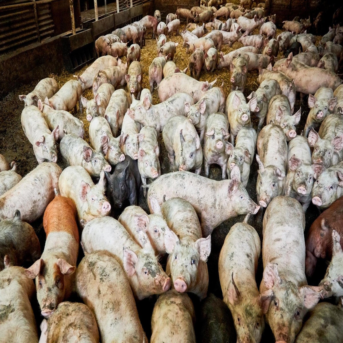 Woman eaten alive by pigs after suffering seizure on Russian farm | The  Independent | The Independent