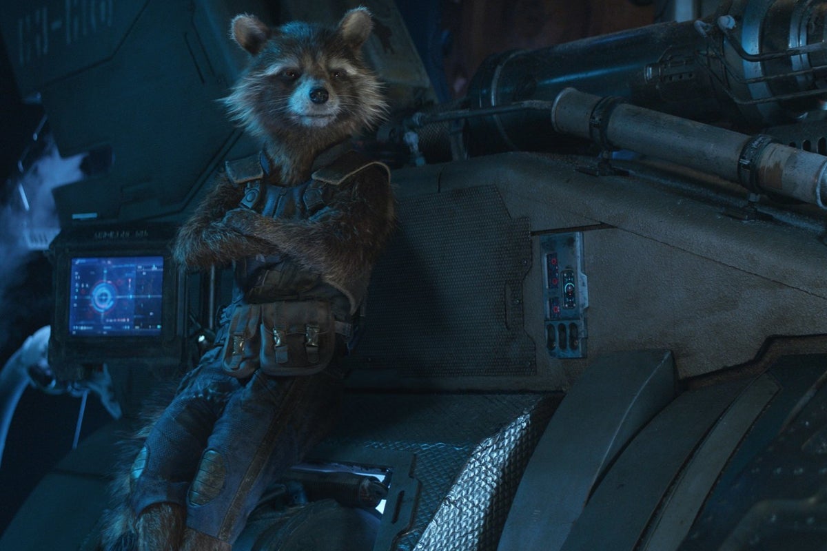 Oreo the Raccoon: Model for Rocket in Guardians of the Galaxy, dies ...