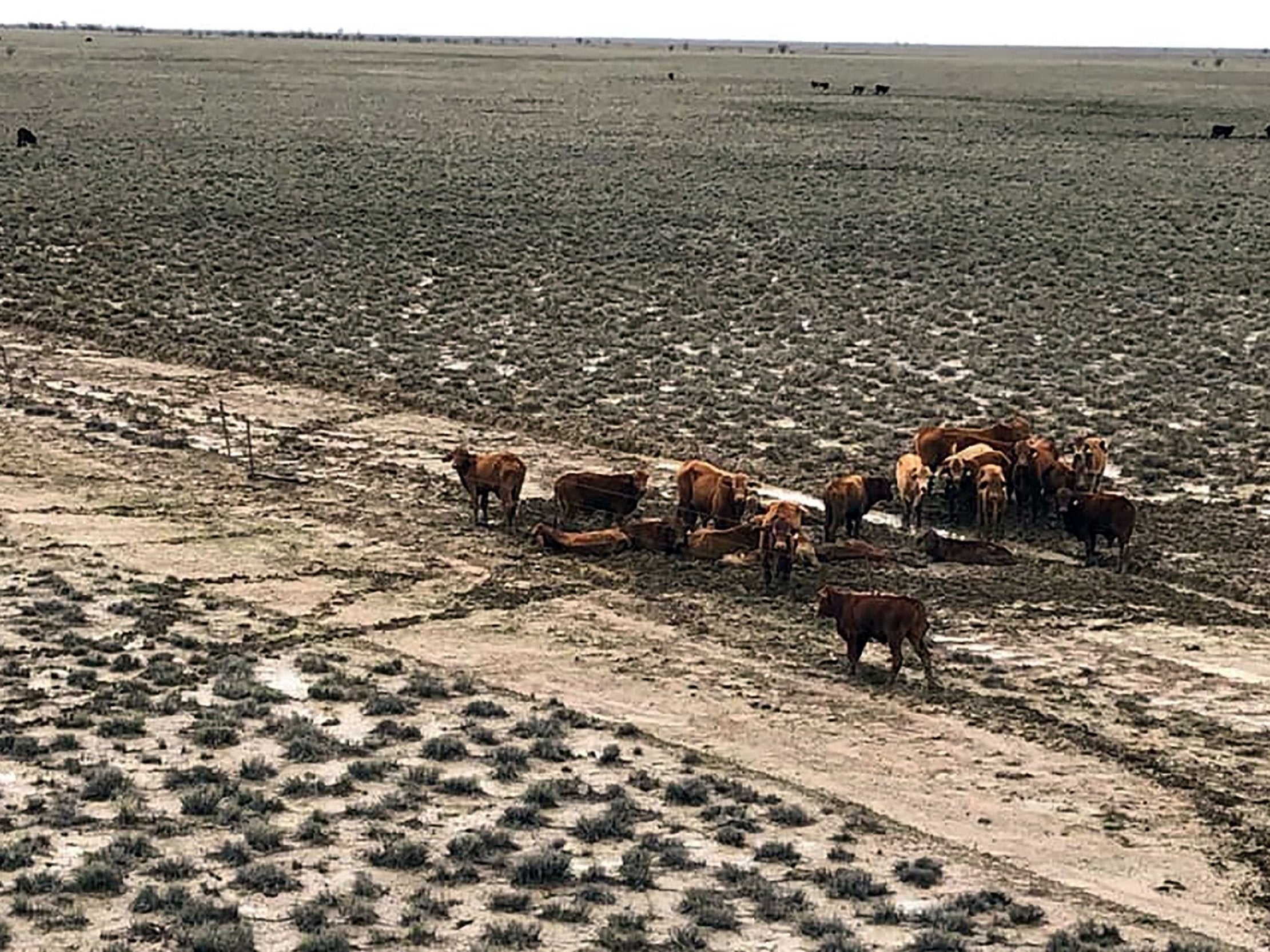 Some surviving cows in flood-stricken area