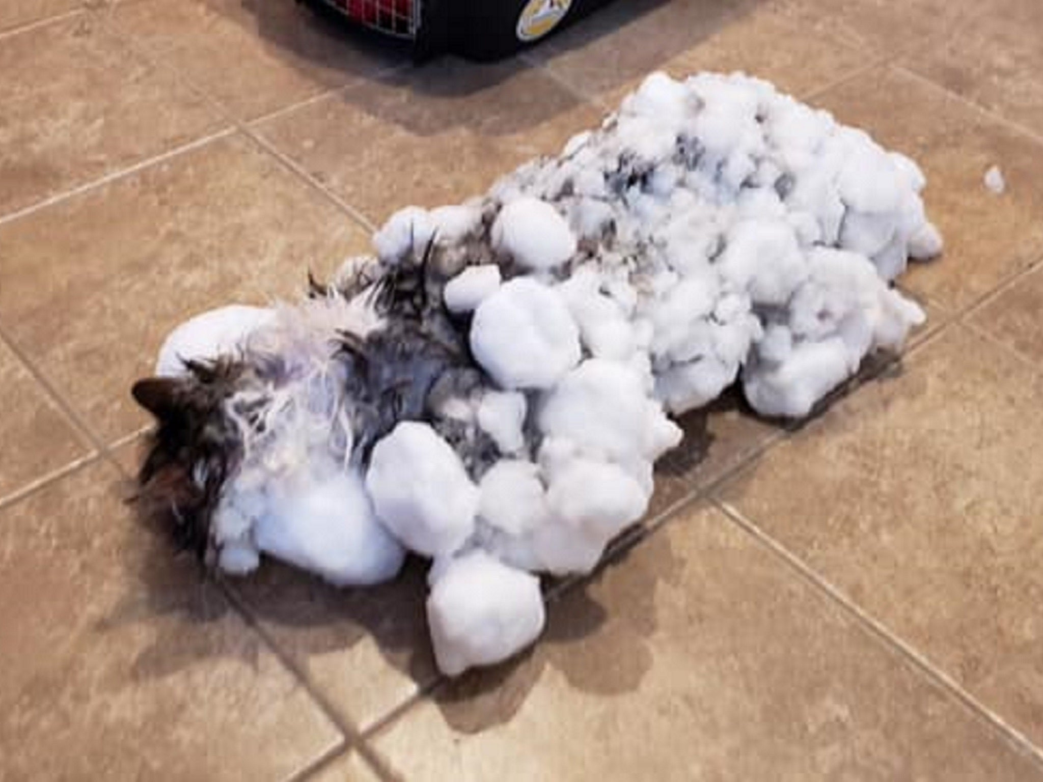 Fluffy the cat had a miraculous recovery after she was found frozen and unresponsive after being buried in snow in Kalispell, Montana, on 31 January 2019.
