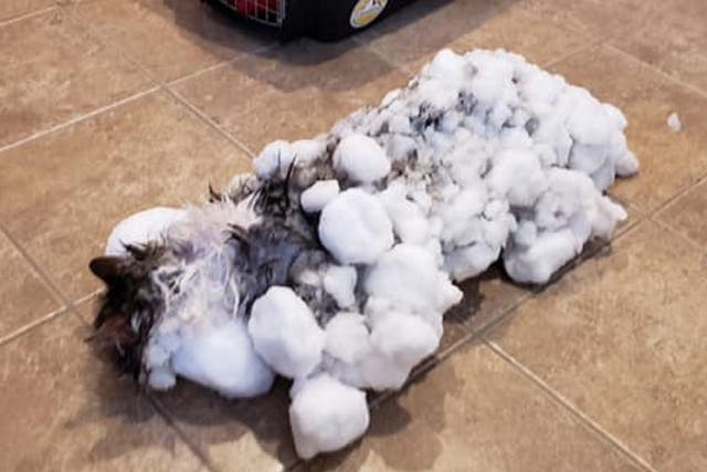 Fluffy the cat had a miraculous recovery after she was found frozen and unresponsive after being buried in snow in Kalispell, Montana, on 31 January 2019.