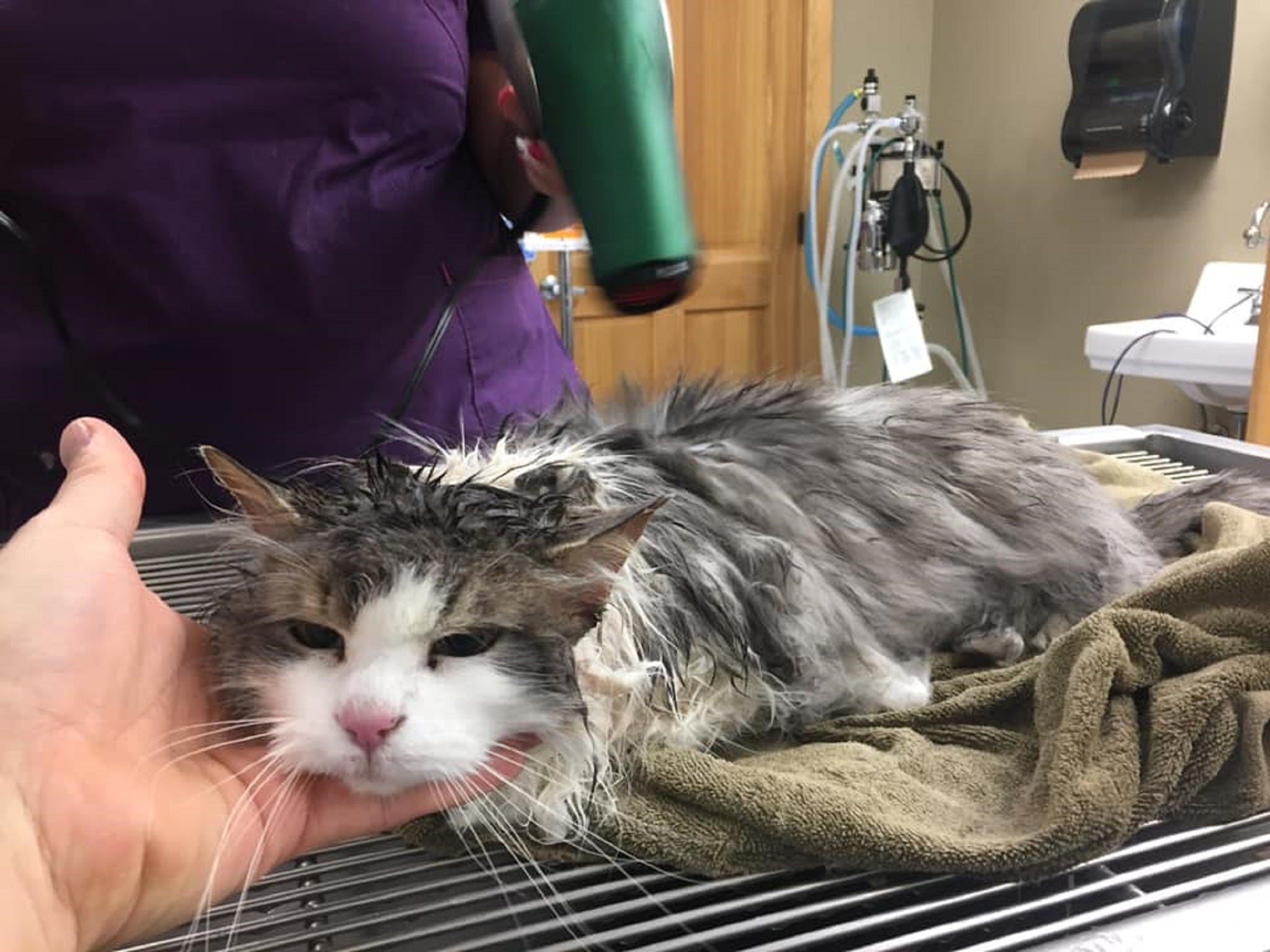 Fluffy the cat had a miraculous recovery after she was found frozen and unresponsive after being buried in snow in Kalispell, Montana, on 31 January 2019.