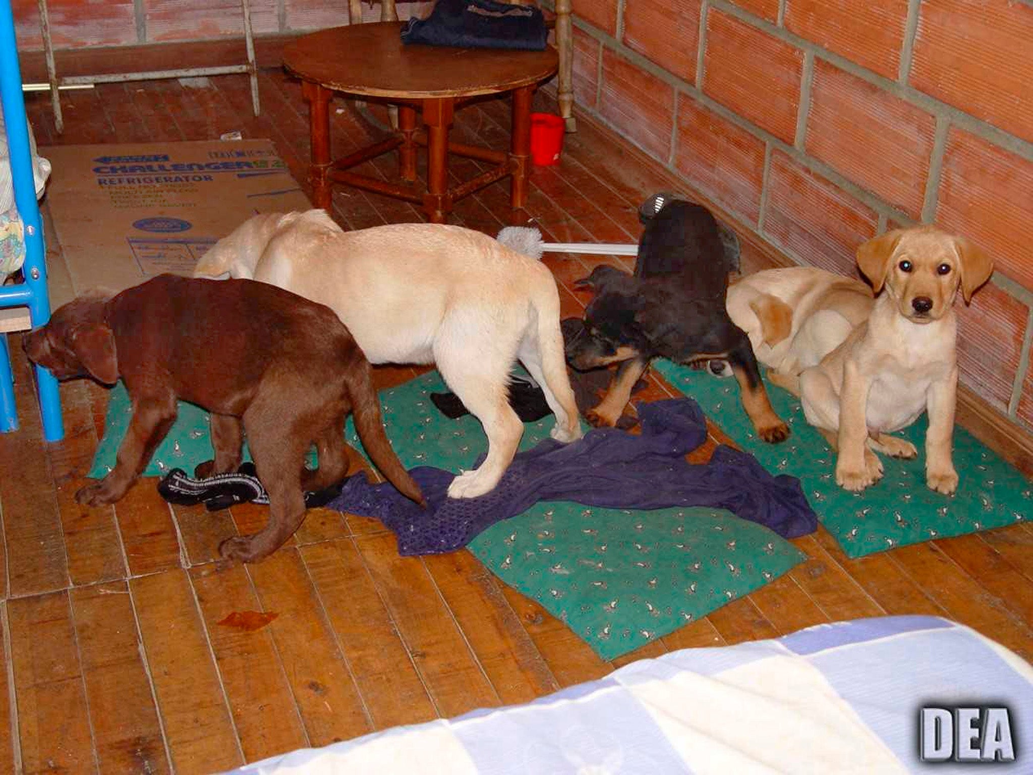 Colombian police stormed the farm in Medellín, seizing the 17 bags of liquid heroin, 10 of which were already implanted in the puppies