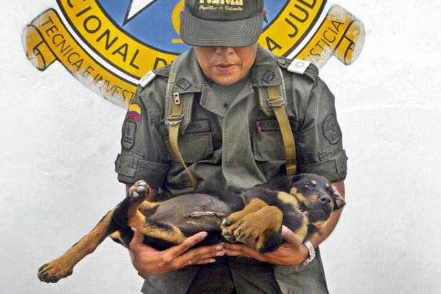 A member of Colombia's National Police holds one of the puppies who was implanted with heroin on the farm in Medellín