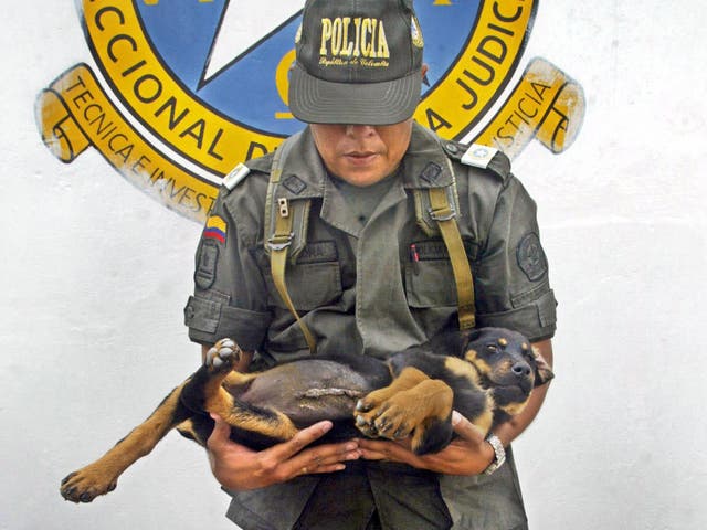 A member of Colombia's National Police holds one of the puppies who was implanted with heroin on the farm in Medellín