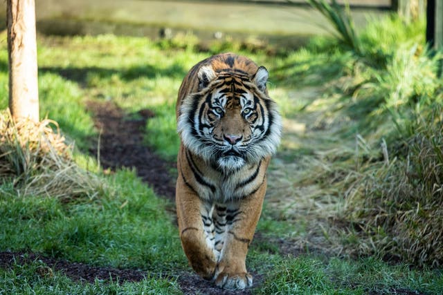 Asim, a seven-year-old Sumatran tiger, killed his prospective mate at London Zoo