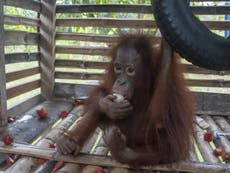 Orangutan in Borneo rescued after four years locked in a wooden crate