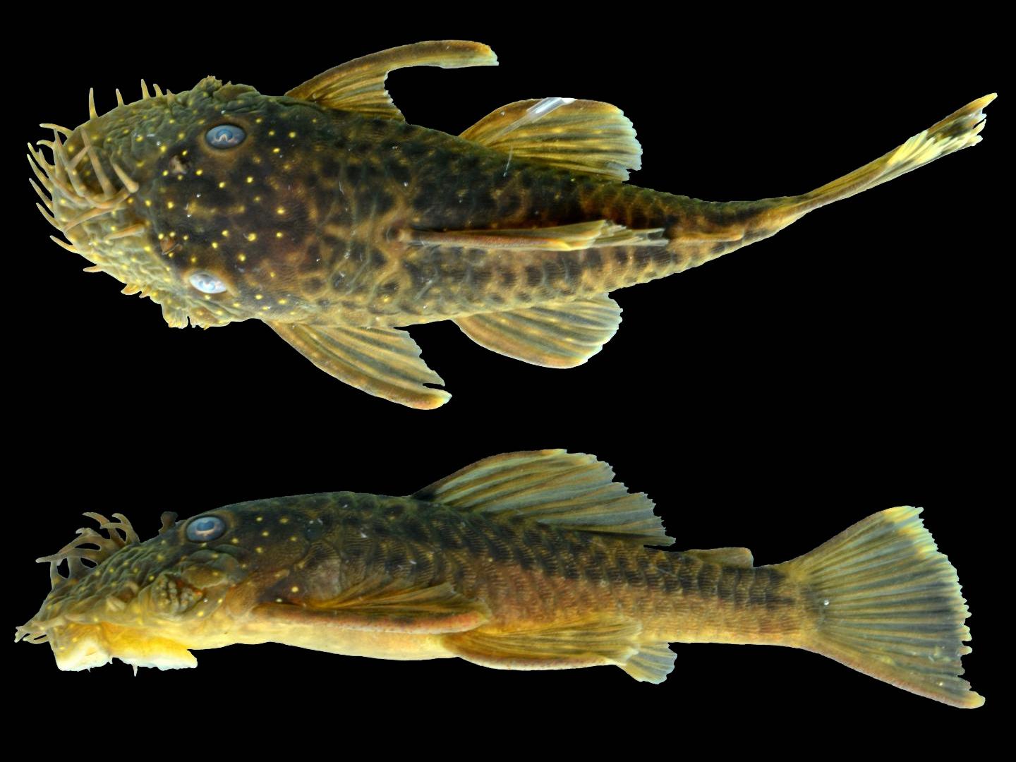 One of the new species of catfish, named Ancistrus kellerae