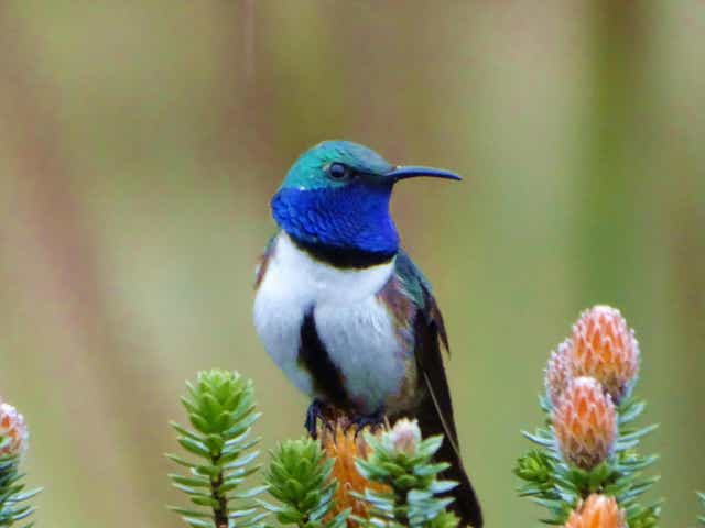 Only several hundred blue-throated hillstars exist in the world, all of them in one area of Ecuador