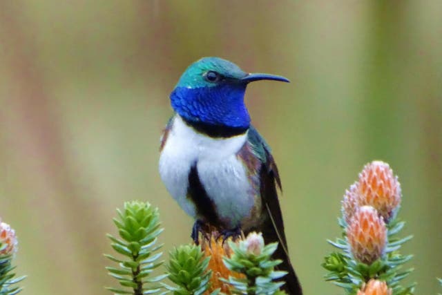 Only several hundred blue-throated hillstars exist in the world, all of them in one area of Ecuador