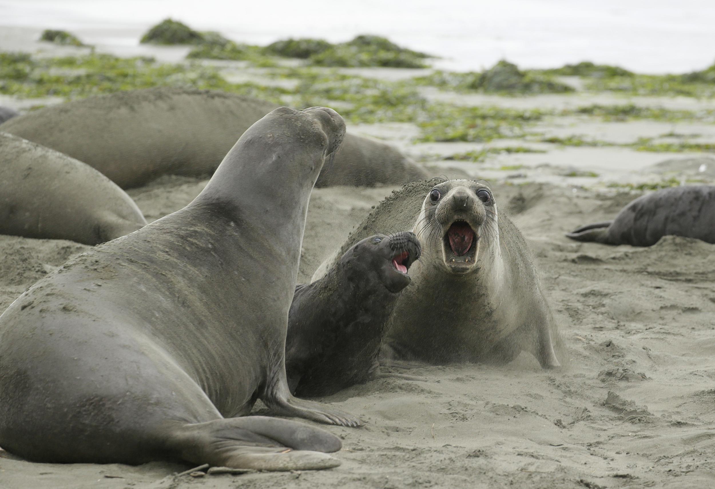 Officials grapple with herd of elephant seals who gave birth and took over a beach during government shutdown