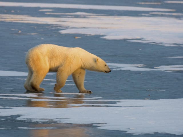 Polar bears are being forced to hunt for food closer to human habitats as ice melts