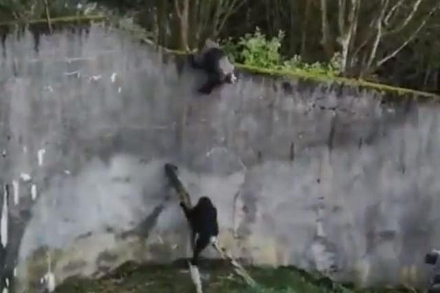The chimpanzees clambered up fallen tree branches before scrabbling on top of the wall of the enclosure at Belfast Zoo