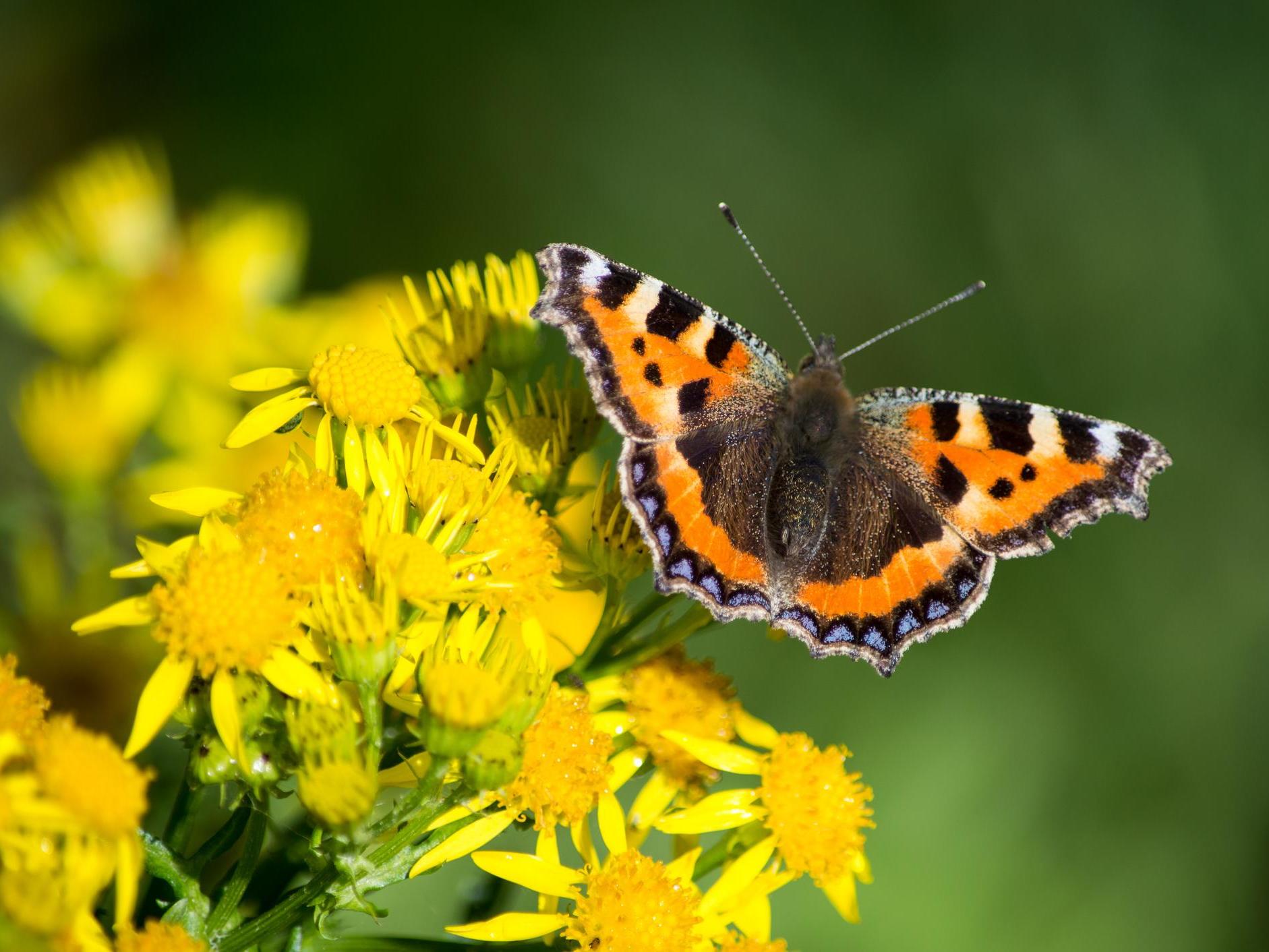 Butterflies and moths are among insect species most at risk of extinction, scientists have warned